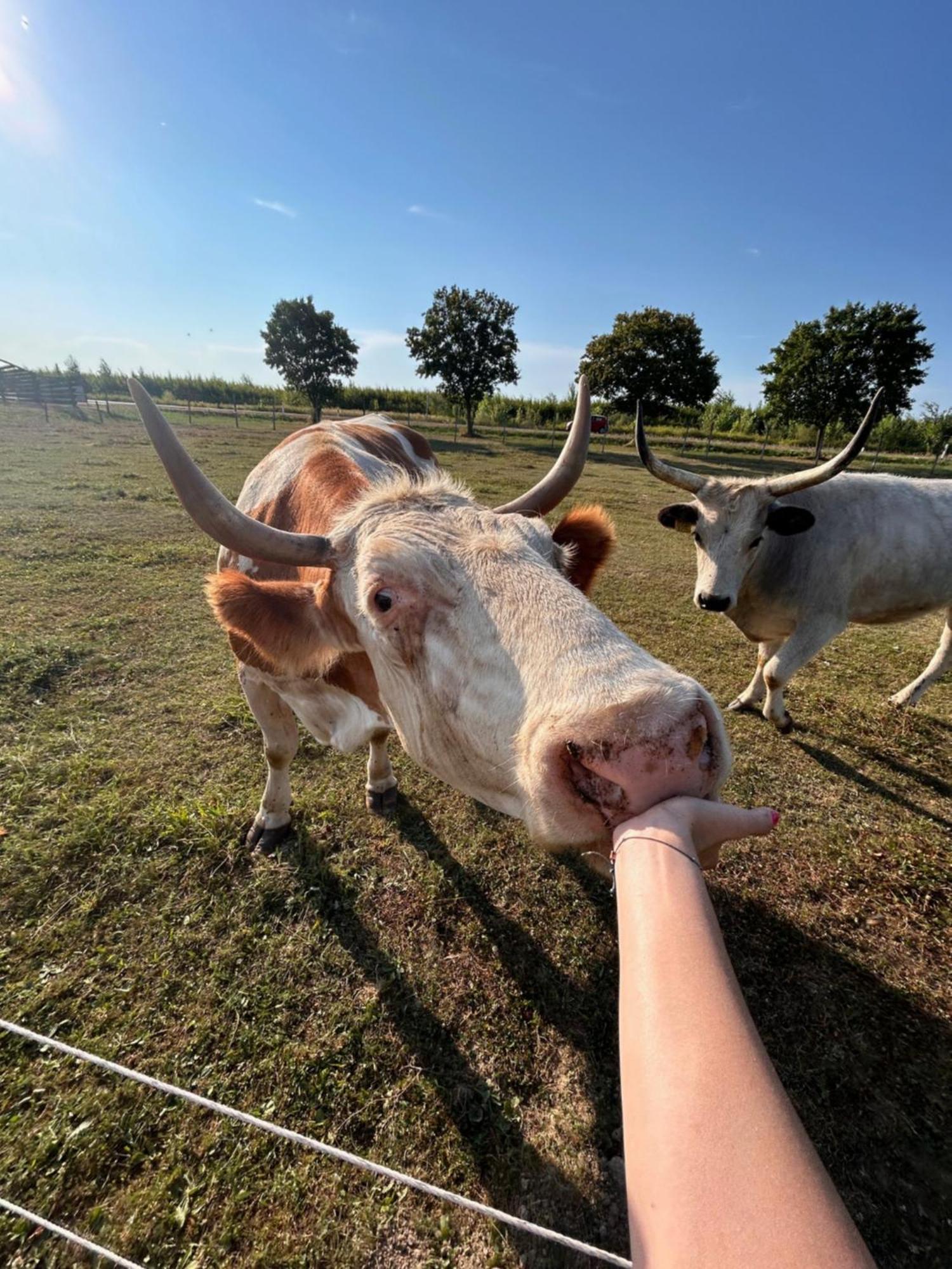 Csodaszarvas Vendeghazak Rabahidveg Exteriör bild